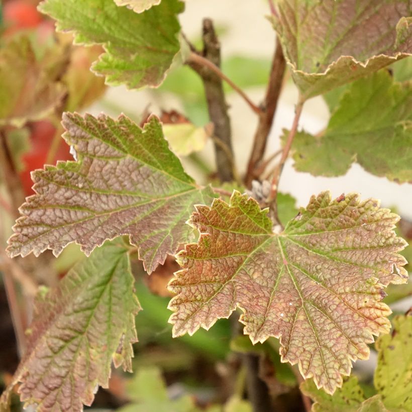 Redcurrant Delbard Giganta - Ribes rubrum (Foliage)