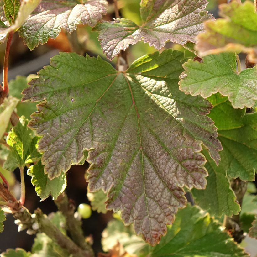 Redcurrant Premiere Raisin Deltir - Ribes rubrum (Foliage)