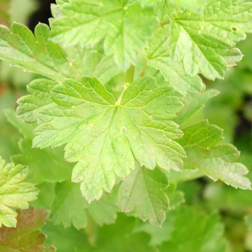 Gooseberry asycrisp Mr Green (Foliage)