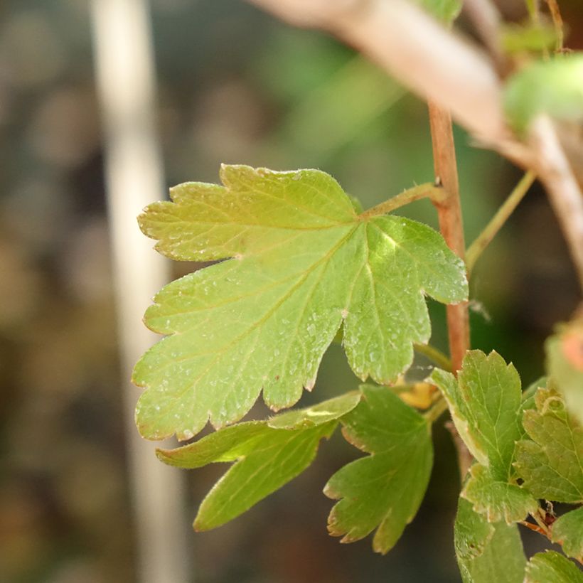 Gooseberry Invicta - Ribes uva-crispa (Foliage)