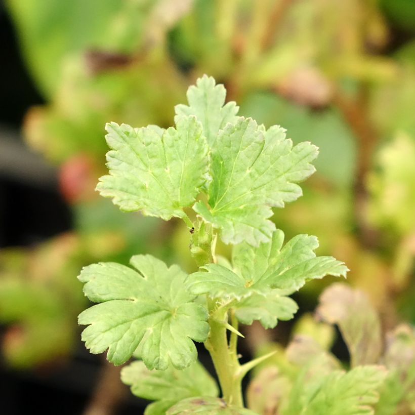 Gooseberry Easycrisp Lady Sun - Ribes uva-crispa (Foliage)