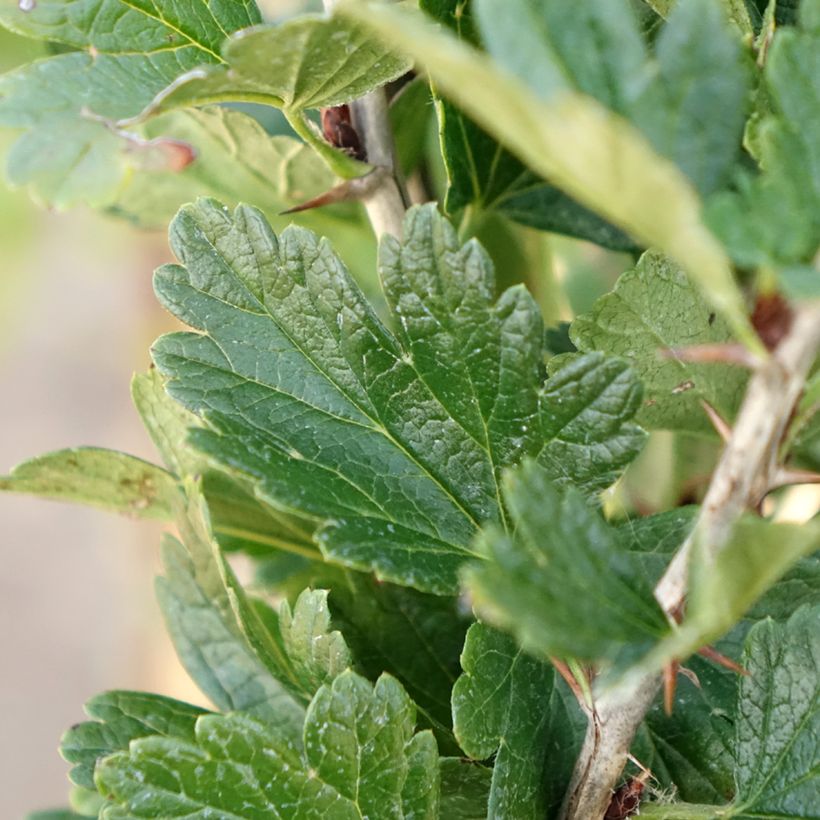 Gooseberry Darling - Ribes uva-crispa (Foliage)