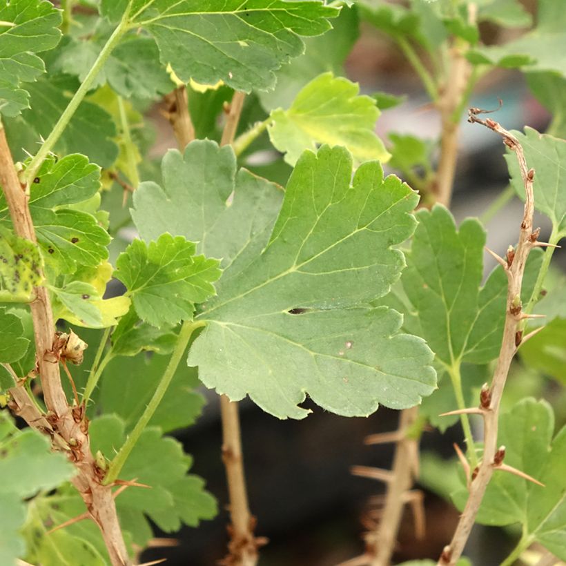 Ribes uva-crispa Crispa Nibbling - Gooseberry (Foliage)