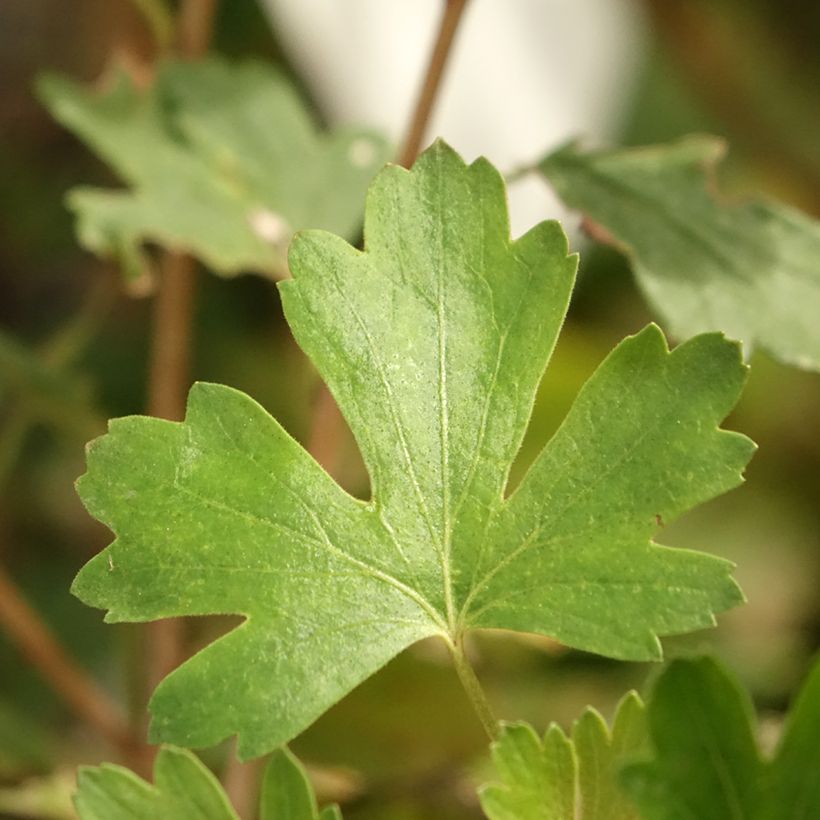 Ribes uva-crispa 'Solemio Crispa' (Foliage)