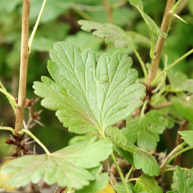 Gooseberry Hinnonmäki Gul - Ribes uva-crispa  (Foliage)