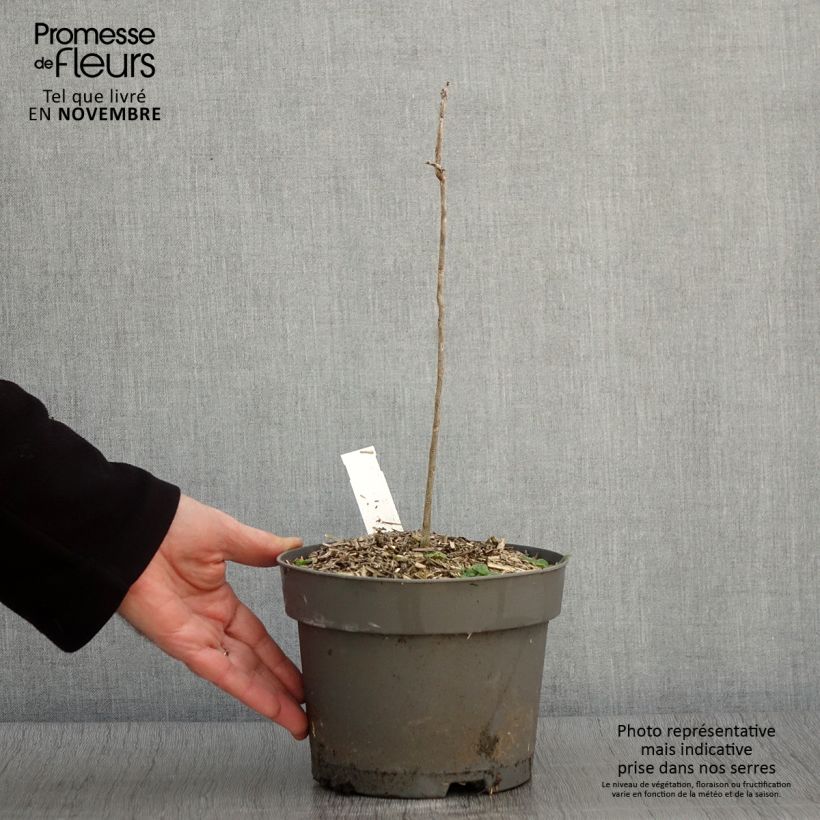 Gymnocladus dioica - Chicot du Canada Pot de 2L/3L sample as delivered in autumn