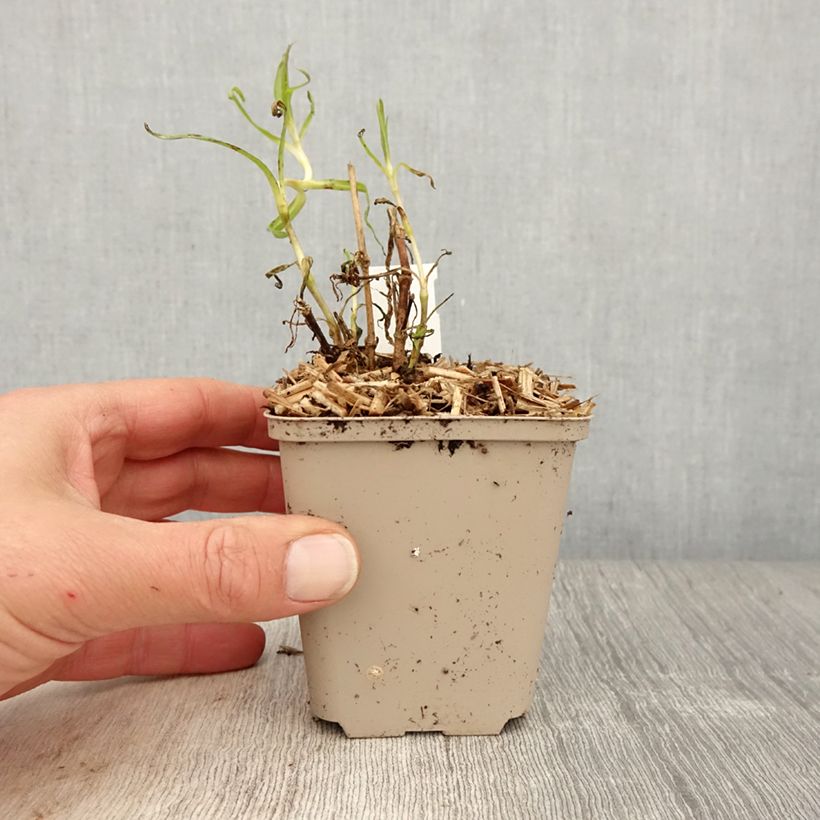 Gypsophila paniculata Snowflake 8/9 cm pot sample as delivered in spring