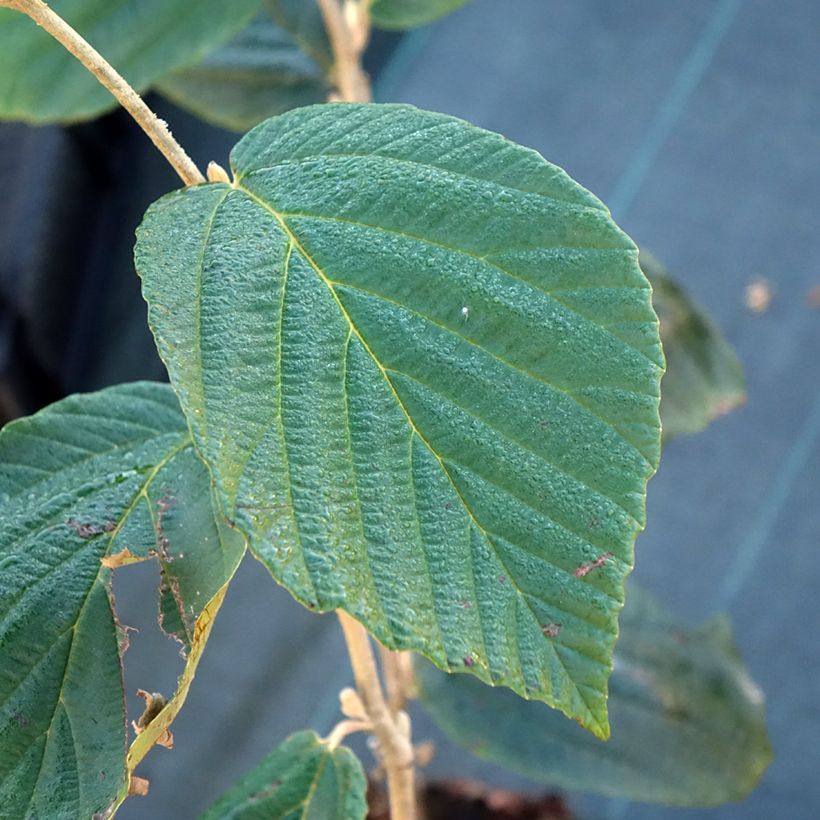 Hamamelis intermedia Barmstedt Gold (Foliage)