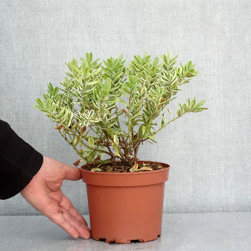 Hebe andersonii Variegata - Andersons hebe, shrubby veronica 2L/3L potShipped height around 10/15cm sample as delivered in winter