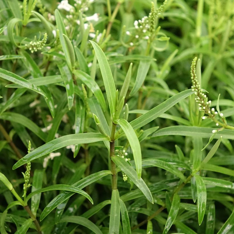 Hebe Kirkii (Foliage)