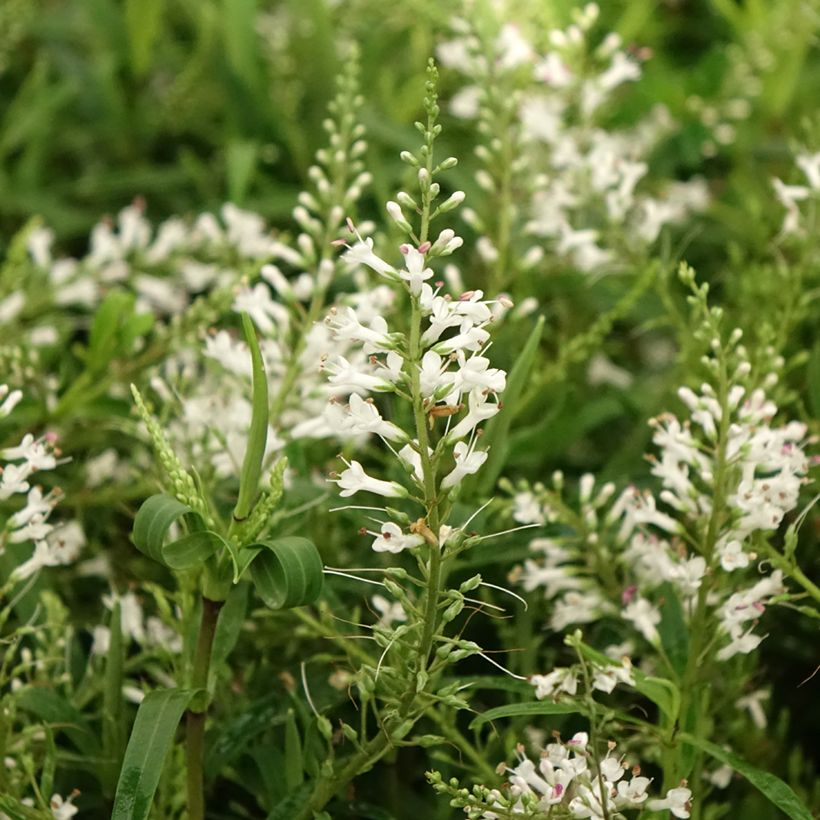 Hebe Kirkii (Flowering)