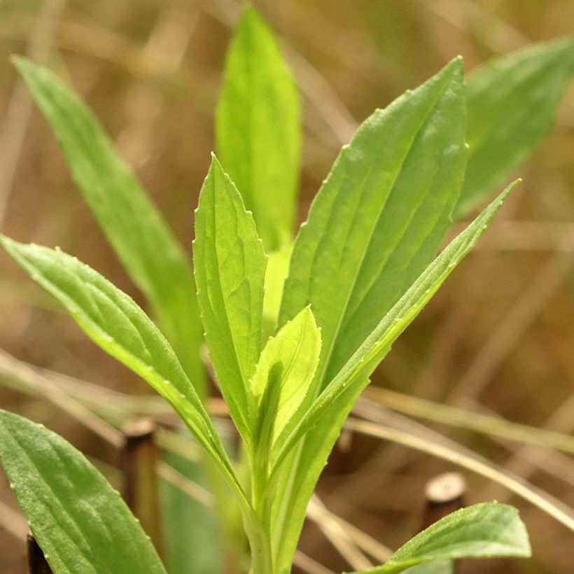 Helenium Kugelsonne (Foliage)