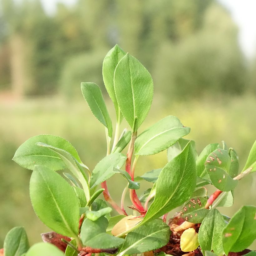 Helianthemum Bronzeteppich - Rock Rose (Foliage)