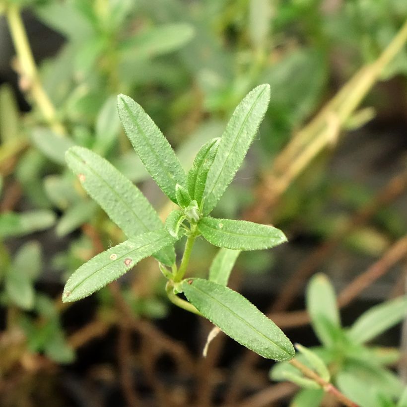 Helianthemum Cerise Queen - Rock Rose (Foliage)