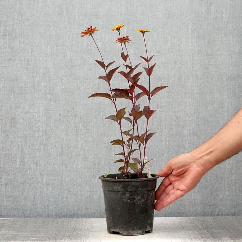 Heliopsis helianthoides Sparkling Contrast - Héliopsis faux-hélianthe - Pot de 2L/3L sample as delivered in summer