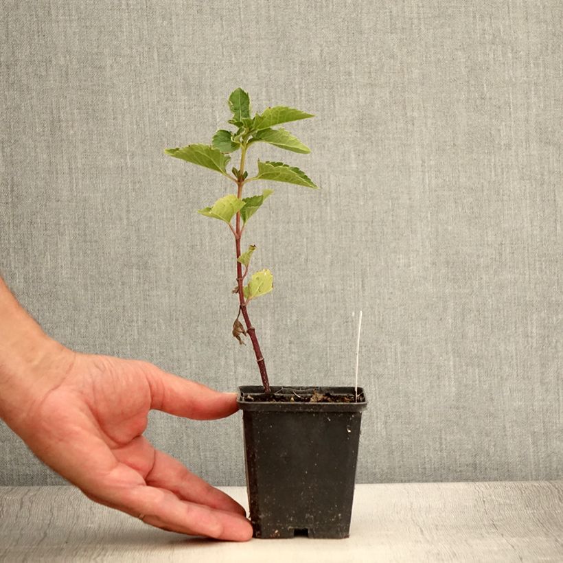 Heliopsis helianthoides var. scabra Venus 8/9 cm pot sample as delivered in summer