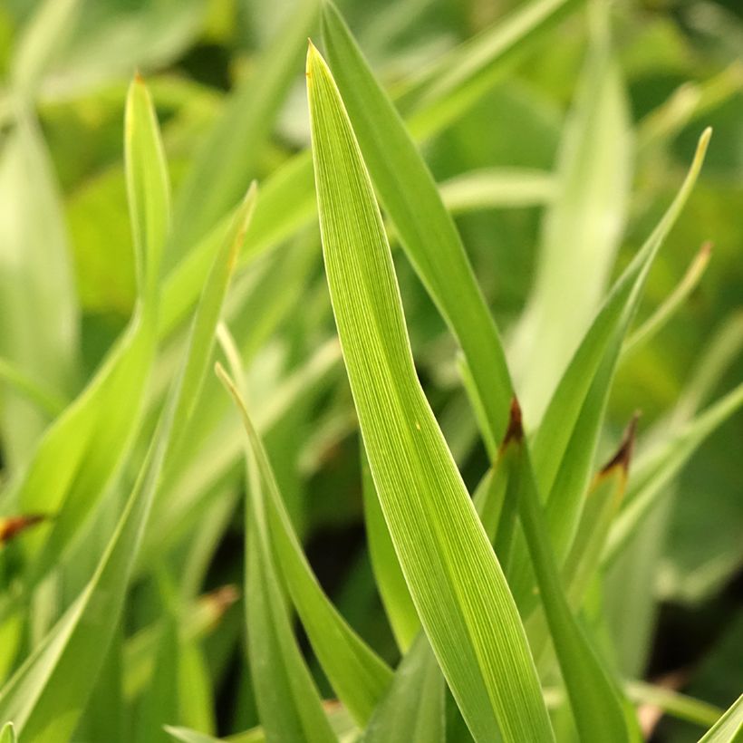 Hemerocallis Amerstone Amethyst Jewel - Daylily (Foliage)