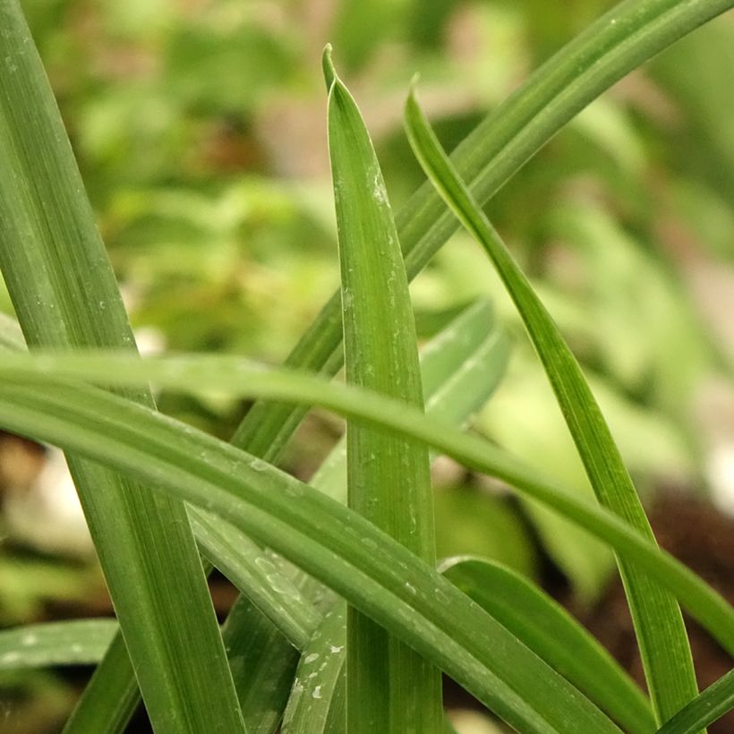 Hemerocallis Arctic Snow - Daylily (Foliage)