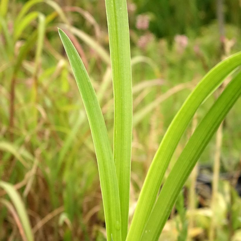 Hemerocallis Bela Lugosi - Daylily (Foliage)