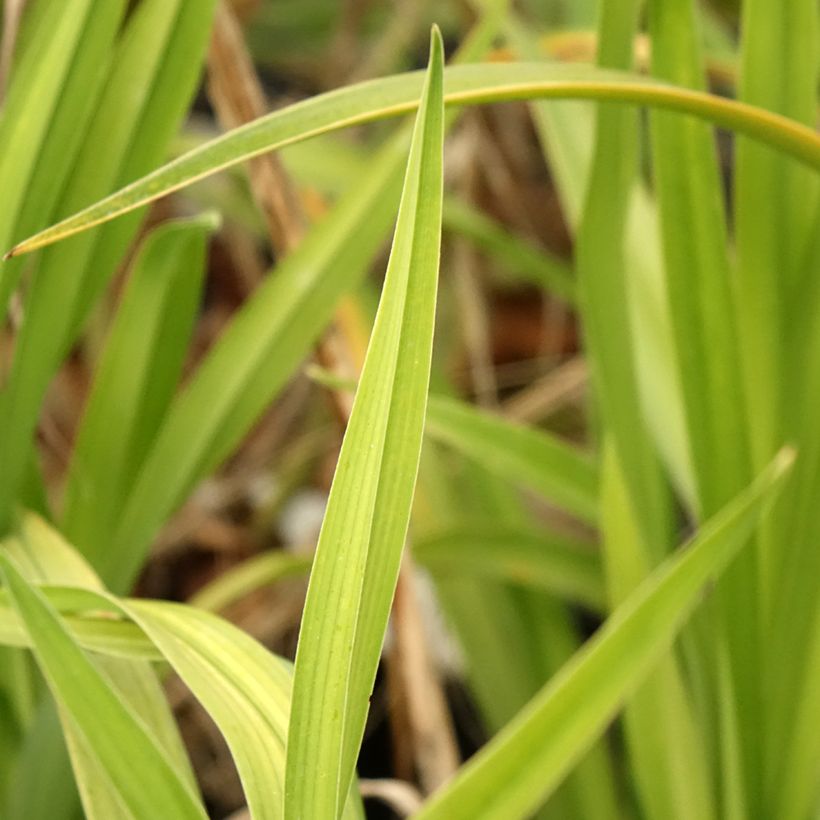 Hemerocallis Black Stockings - Daylily (Foliage)