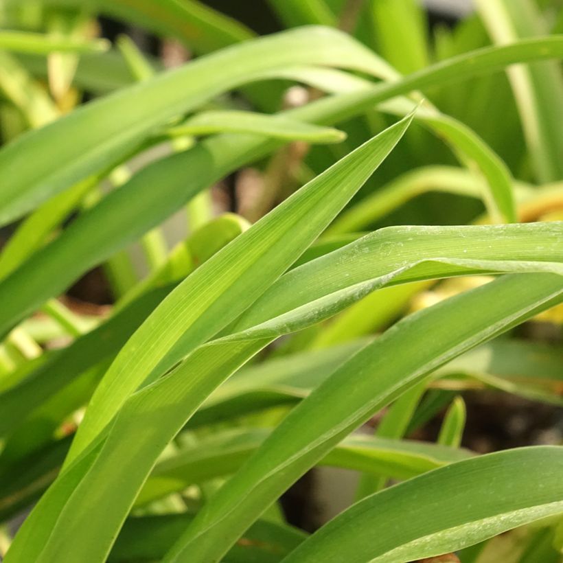 Hemerocallis Calico Jack - Daylily (Foliage)