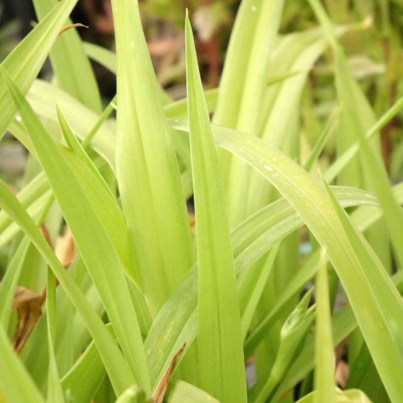 Hemerocallis Chicago Sunrise - Daylily (Foliage)