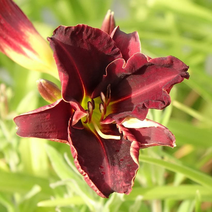 Hemerocallis Ed Murray - Daylily (Flowering)