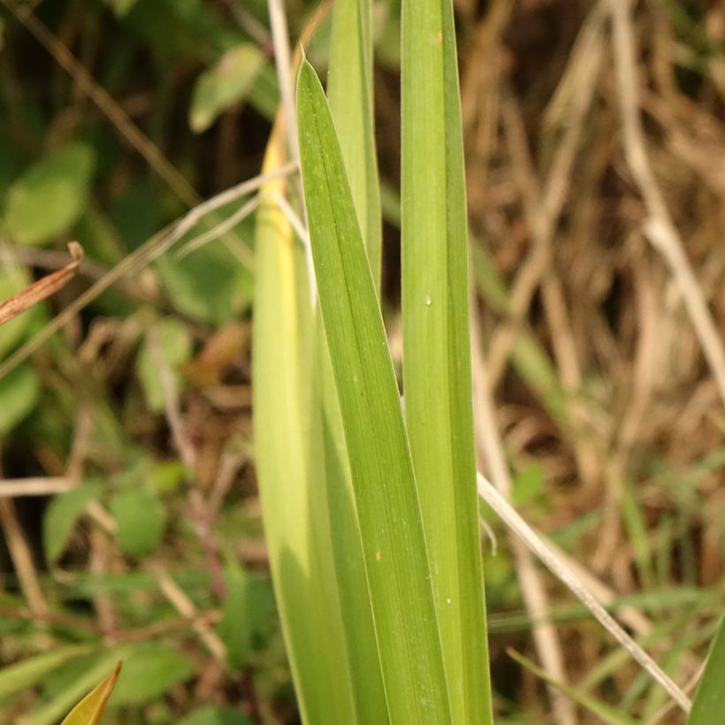 Hemerocallis Enchanted Forest - Daylily (Foliage)