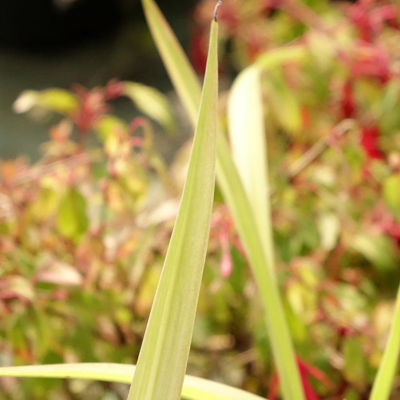 Hemerocallis Eyed Beauty - Daylily (Foliage)