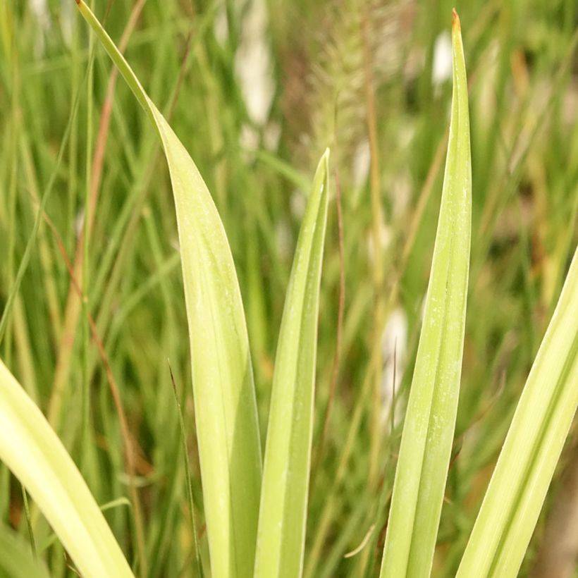 Hemerocallis Flight of The Dragon - Daylily (Foliage)