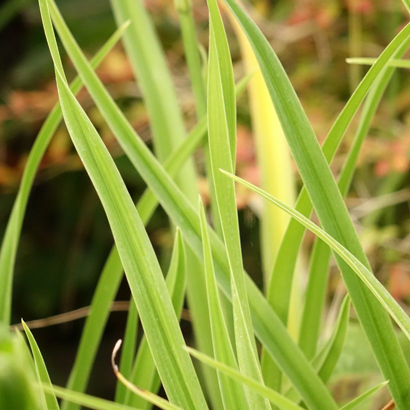 Hemerocallis Green Flutter - Daylily (Foliage)