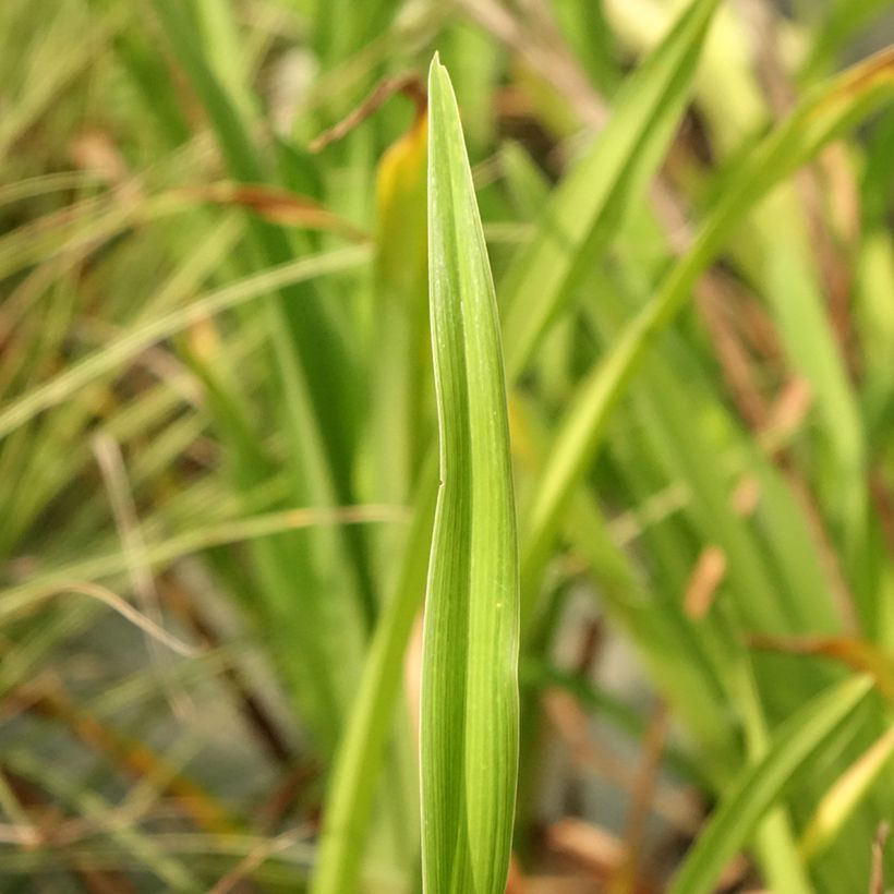 Hemerocallis Lacy Doily - Daylily (Foliage)