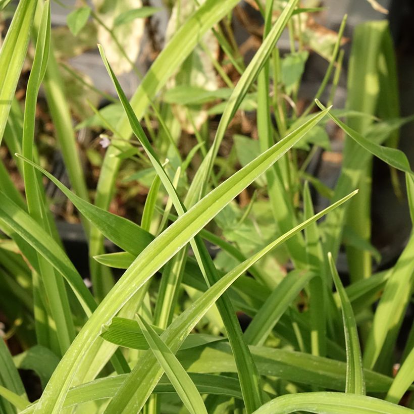 Hemerocallis Land of Cotton - Daylily (Foliage)