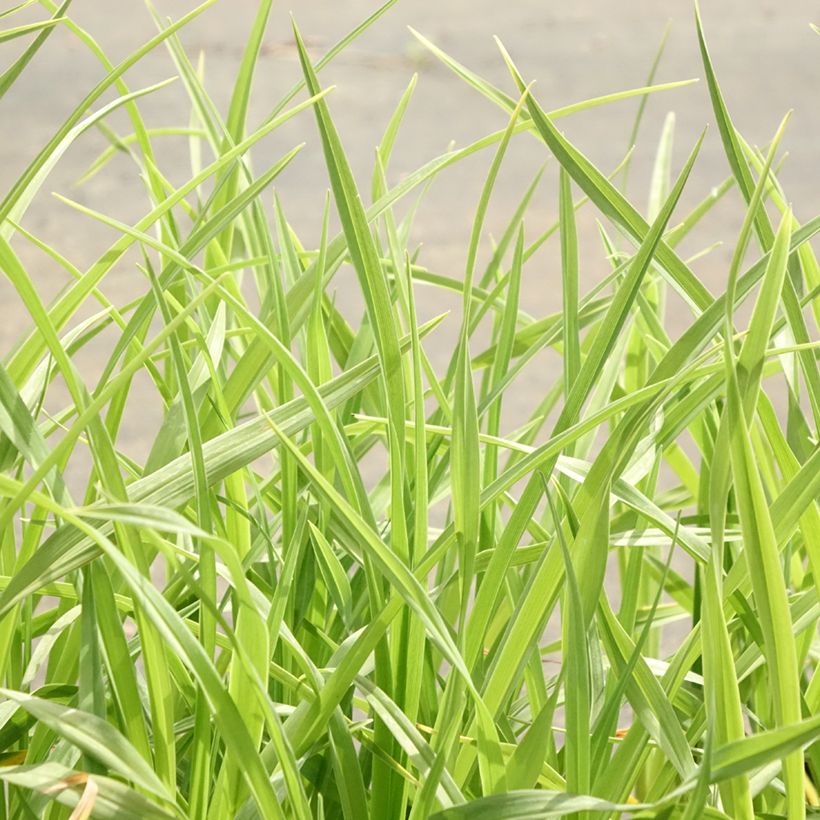 Hemerocallis lilioasphodelus - Daylily (Foliage)