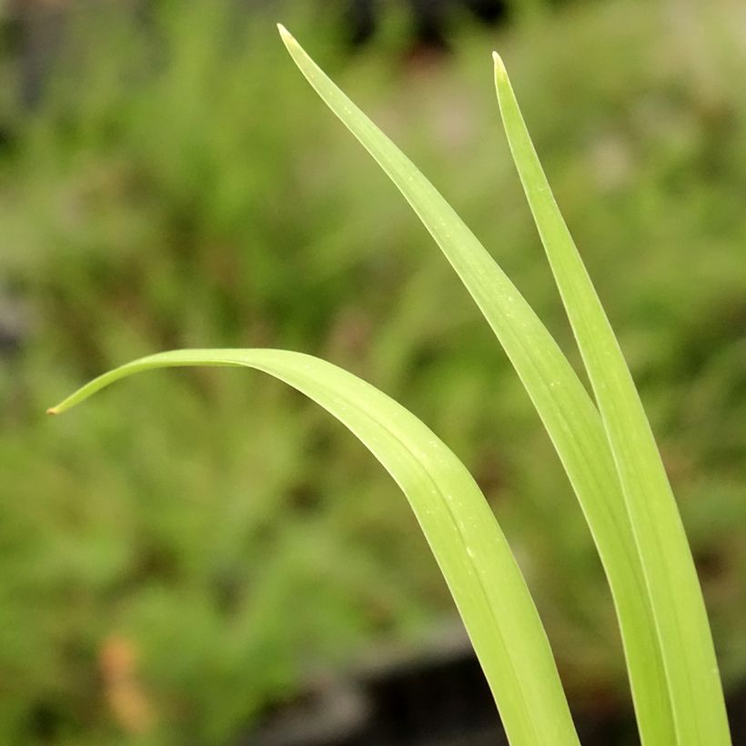 Hemerocallis Pink Damask - Daylily (Foliage)