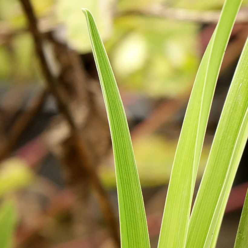 Hemerocallis Poogie - Daylily (Foliage)