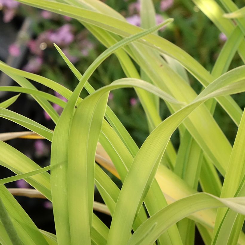 Hemerocallis Roswitha - Daylily (Foliage)