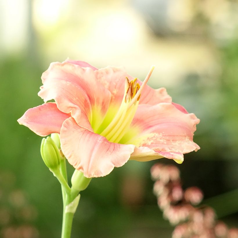 Hemerocallis Strawberry Candy - Daylily (Flowering)