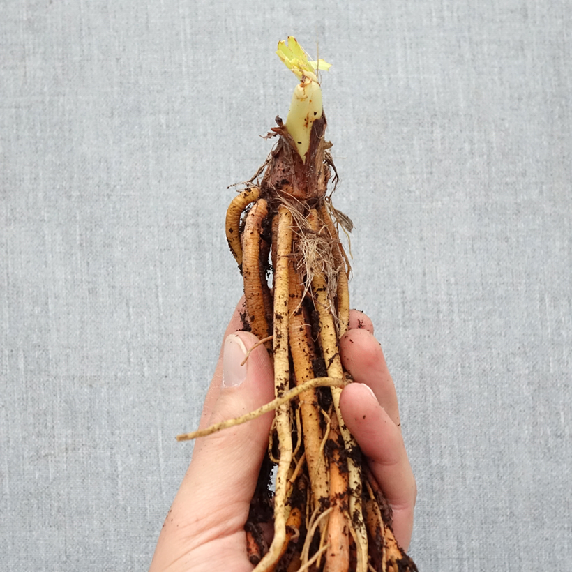 Hemerocallis Strawberry Candy - Daylily Bare root sample as delivered in winter