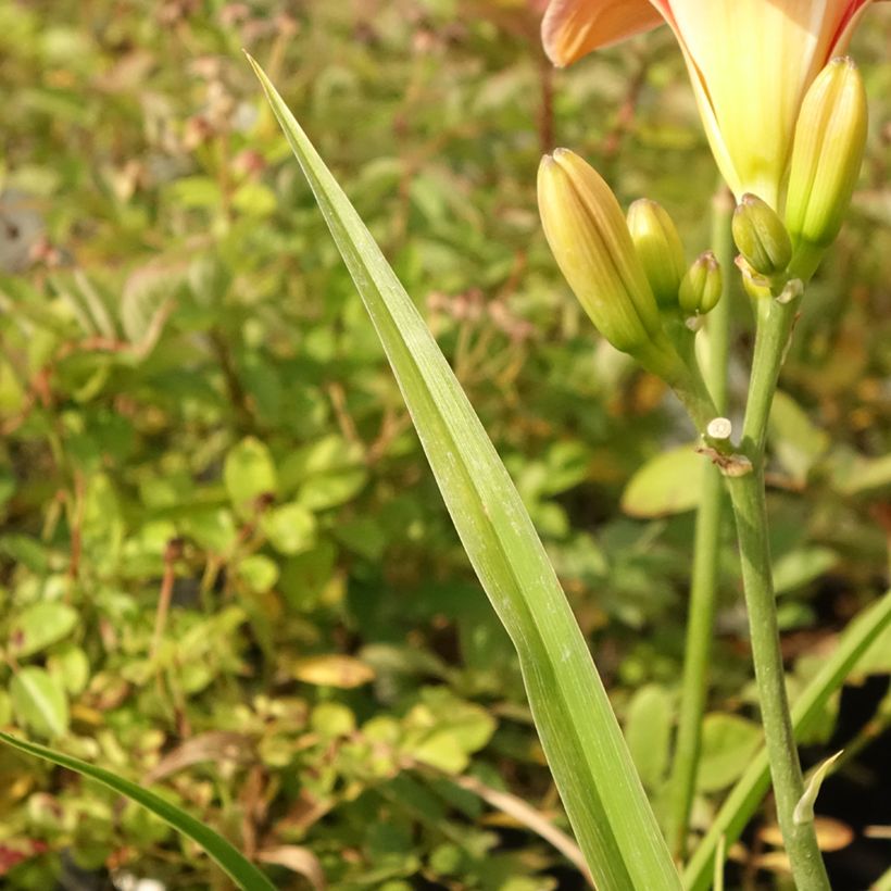 Hemerocallis Strawberry Swirl - Daylily (Foliage)