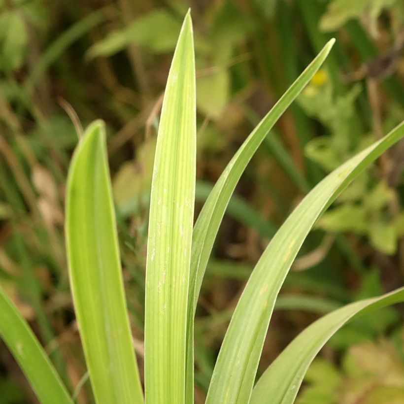 Hemerocallis Veins of Truth - Daylily (Foliage)