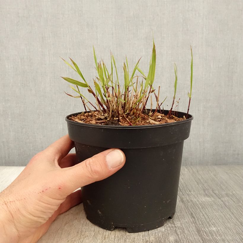 Hakonechloa macra Albostriata - Japanese Forest Grass 2L/3L pot sample as delivered in spring