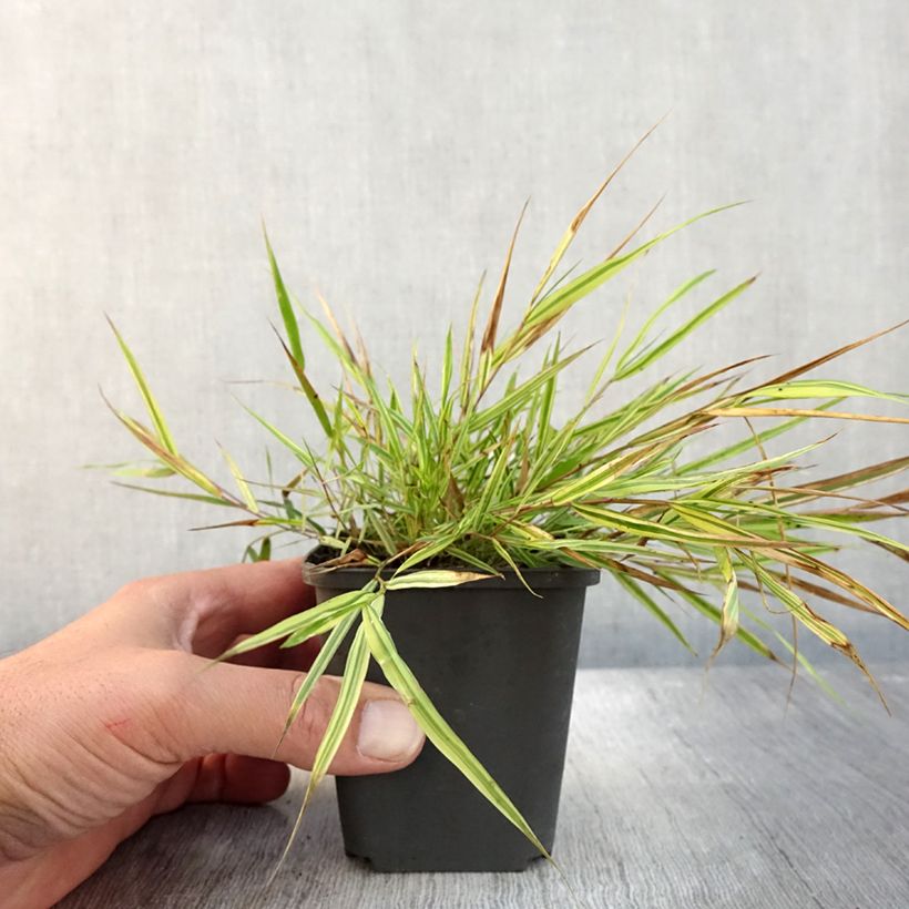 Hakonechloa macra Mulled Wine - Japanese Forest Grass sample as delivered in autumn