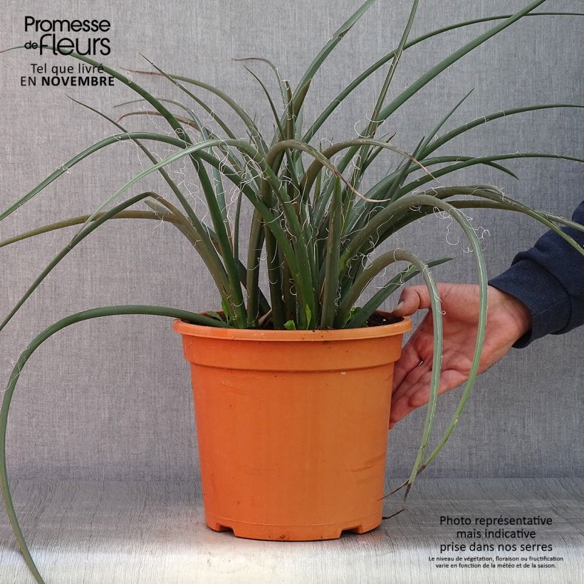 Hesperaloe parviflora - Yucca rouge Pot de 7,5L/10L sample as delivered in autumn