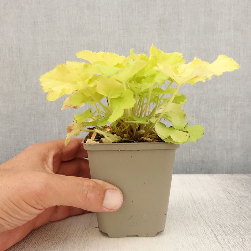 Heuchera citronelle Godet de 8cm sample as delivered in summer