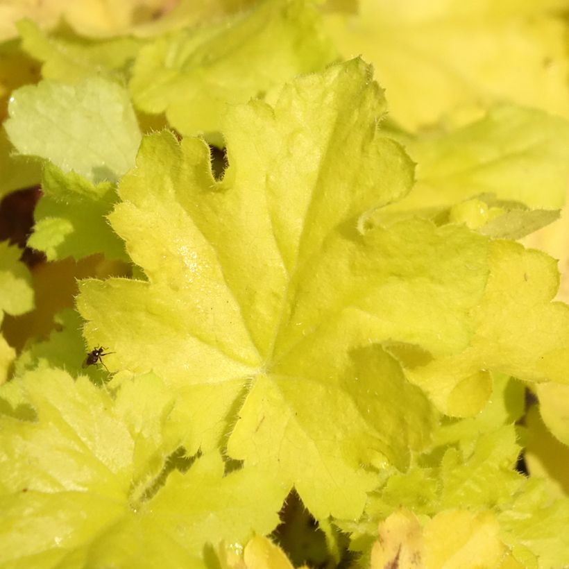 Heuchera hybrida Citronelle (Foliage)