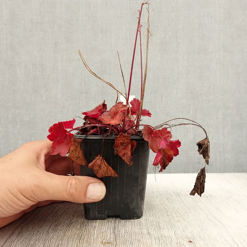 Heuchera Little Cutie Blondie - Heuchère hybride.en godet de 9 cm sample as delivered in autumn