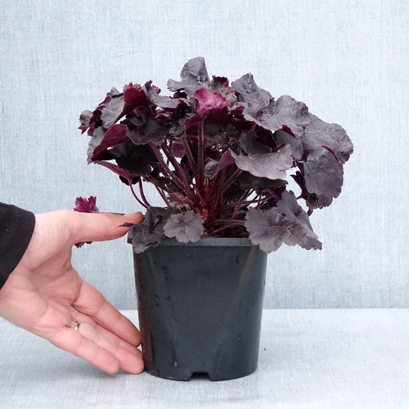 Heuchera Black Forest Cake 1L/1.5L pot sample as delivered in winter