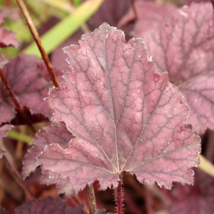 Heuchera hybrida Frosted Violet (Foliage)