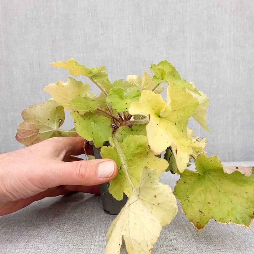 Heuchera Guacamole 8/9 cm pot sample as delivered in winter